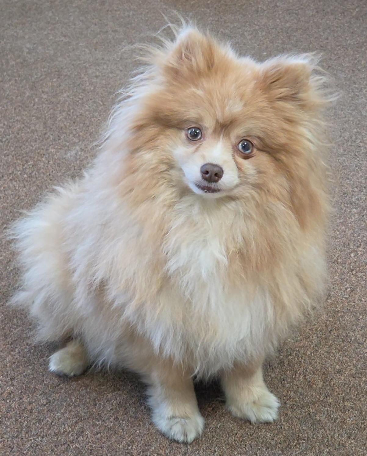 Sunshine, adopted, Young Female Pomeranian.