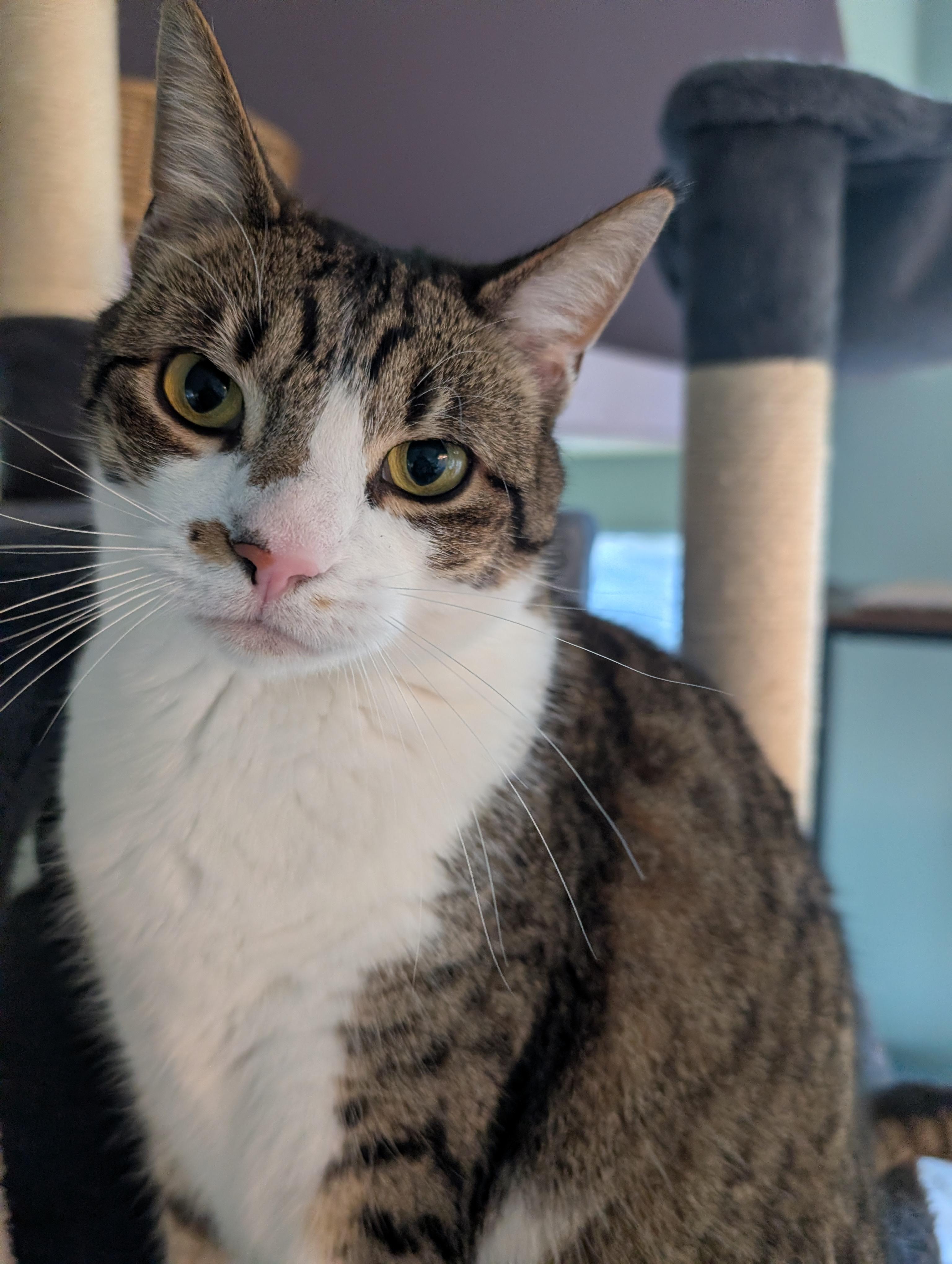 Hannah, adoptable, Adult Female Tabby & Domestic Short Hair.