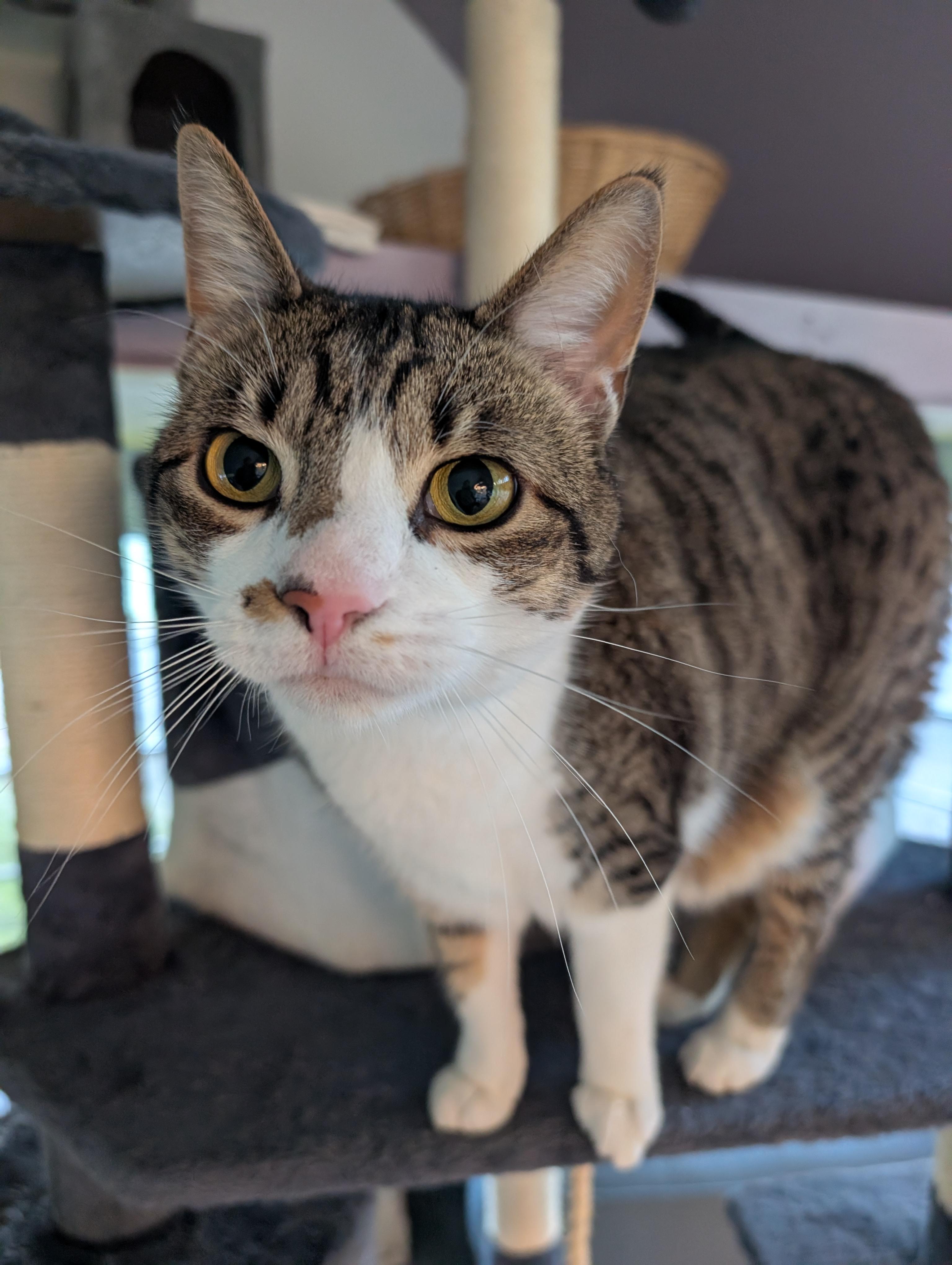 Enlarge Hannah, an adoptable mixed breed in Cedars, PA image 2/4