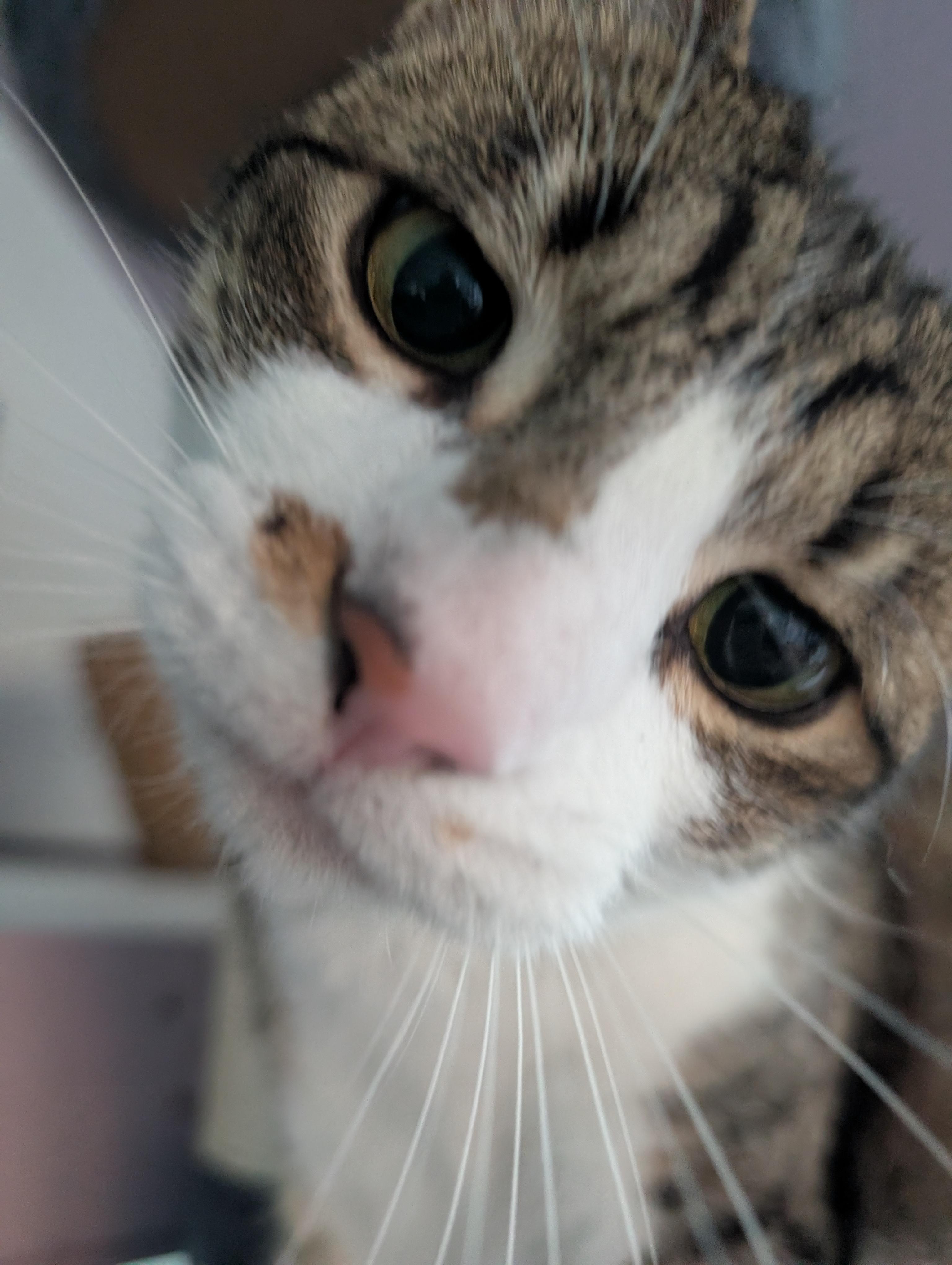 Enlarge Hannah, an adoptable mixed breed in Cedars, PA image 3/4