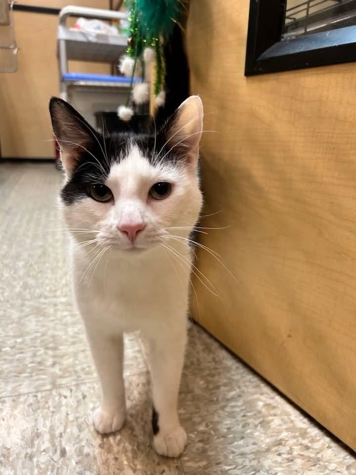 Enlarge Roscoe, a ADOPTABLE mixed breed in Carsonville, MI image 5/6