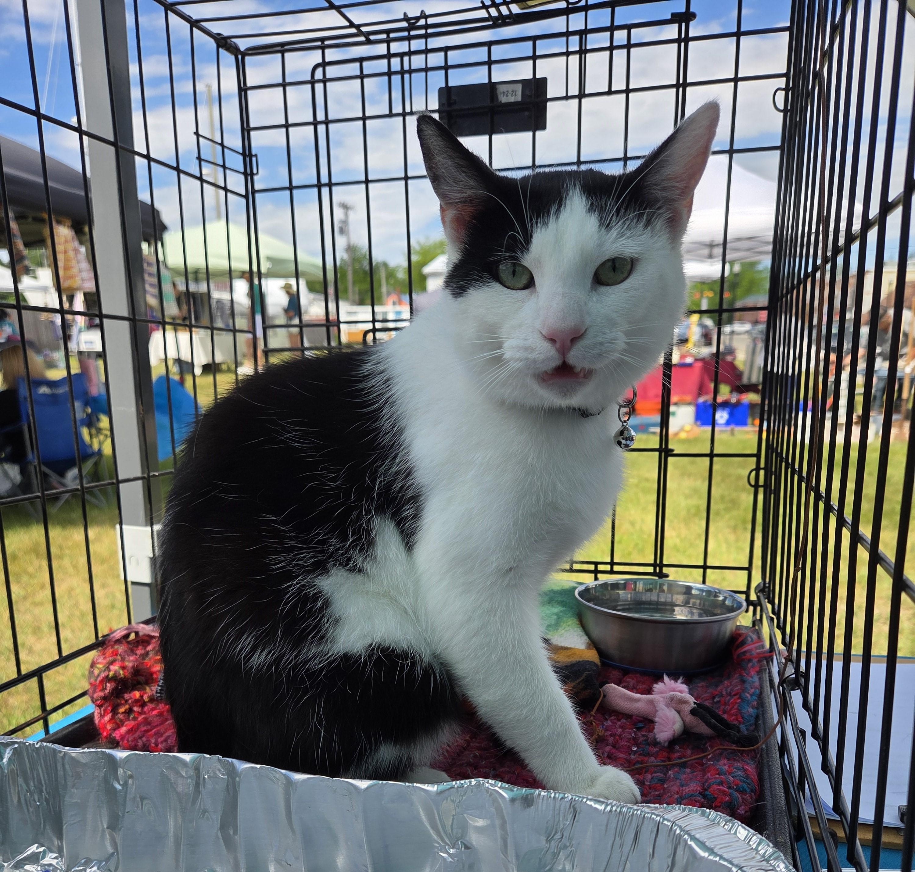 Enlarge Roscoe, a ADOPTABLE mixed breed in Carsonville, MI image 6/6