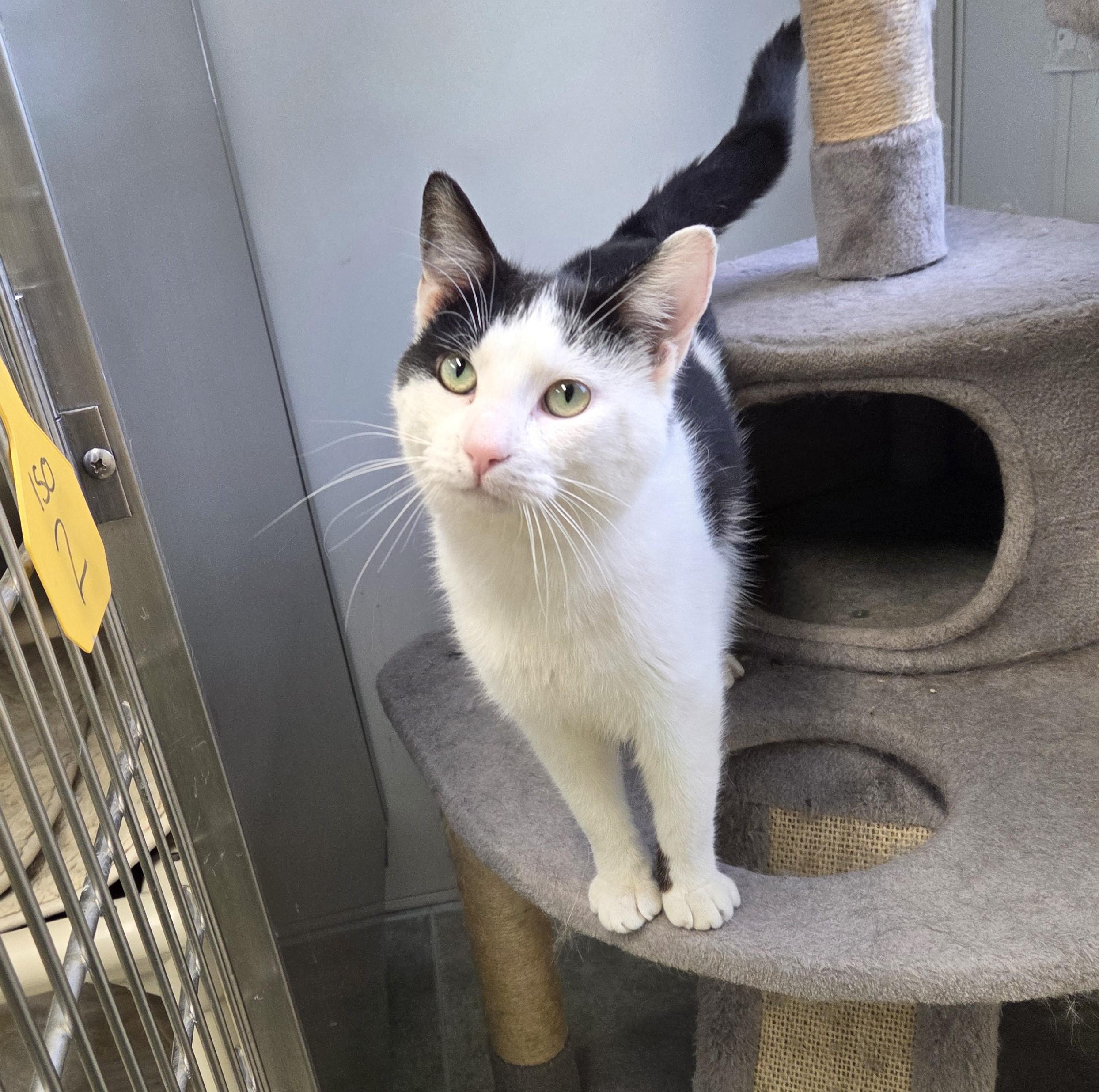 Enlarge Roscoe, a ADOPTABLE mixed breed in Carsonville, MI image 1/4