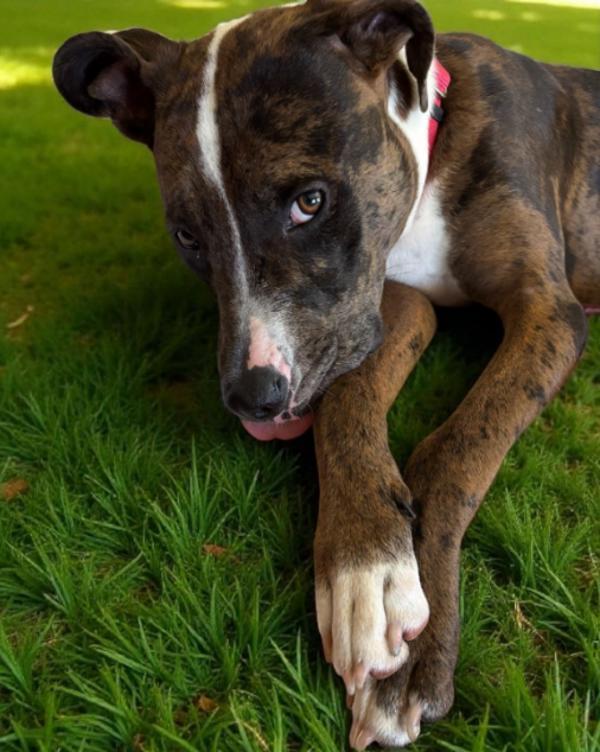 Enlarge Finley, a Adoptable mixed breed in Vancouver, WA image 1/6