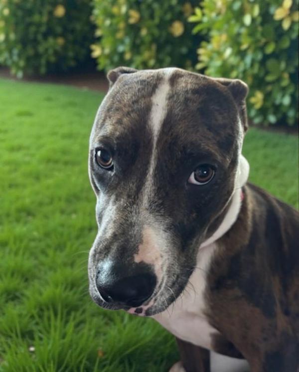 Enlarge Finley, a Adoptable mixed breed in Vancouver, WA image 2/6