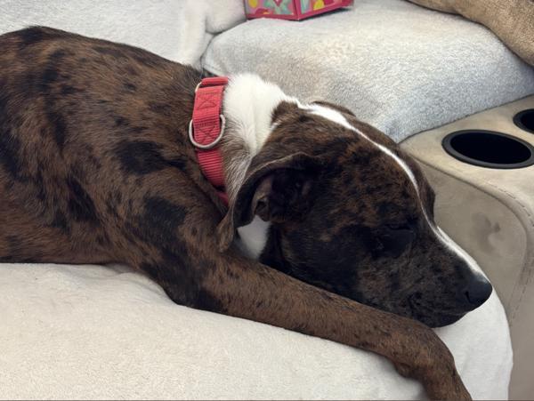 Enlarge Finley, a Adoptable mixed breed in Vancouver, WA image 3/6