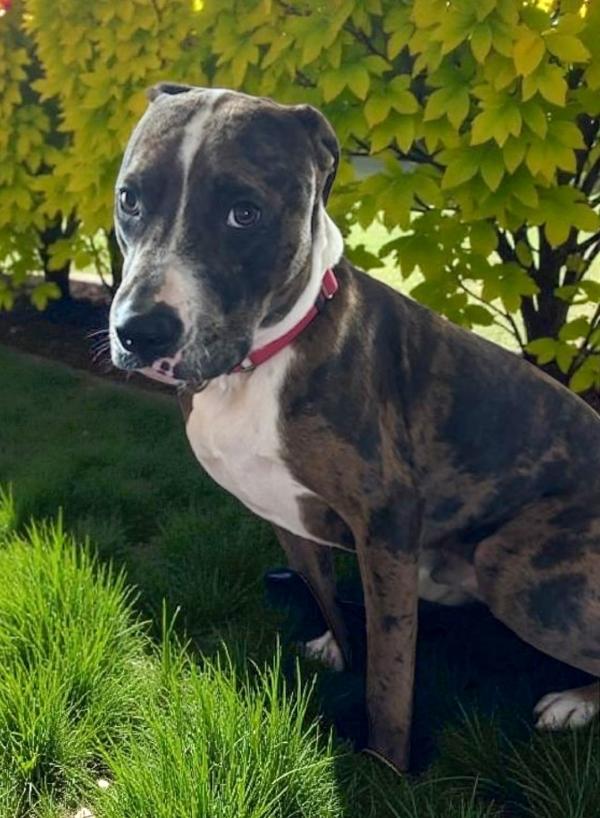 Enlarge Finley, a Adoptable mixed breed in Vancouver, WA image 4/6