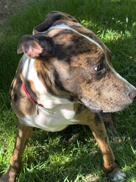 Enlarge Finley, a Adoptable mixed breed in Vancouver, WA image 5/6