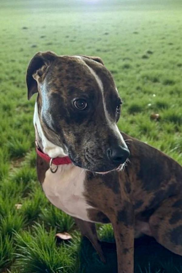 Enlarge Finley, a Adoptable mixed breed in Vancouver, WA image 6/6