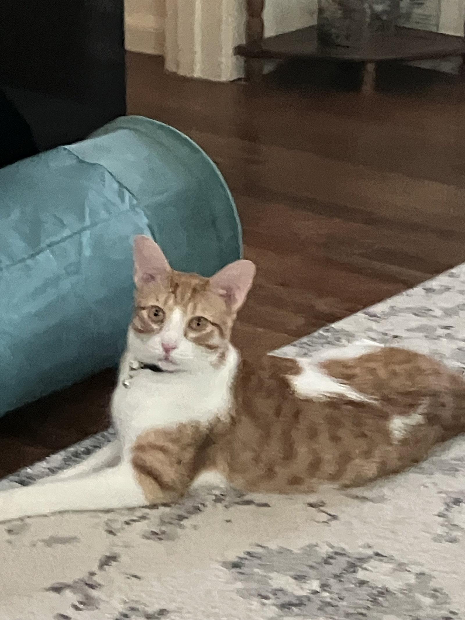 Butterball, Adoptable, Adult Male Domestic Short Hair.