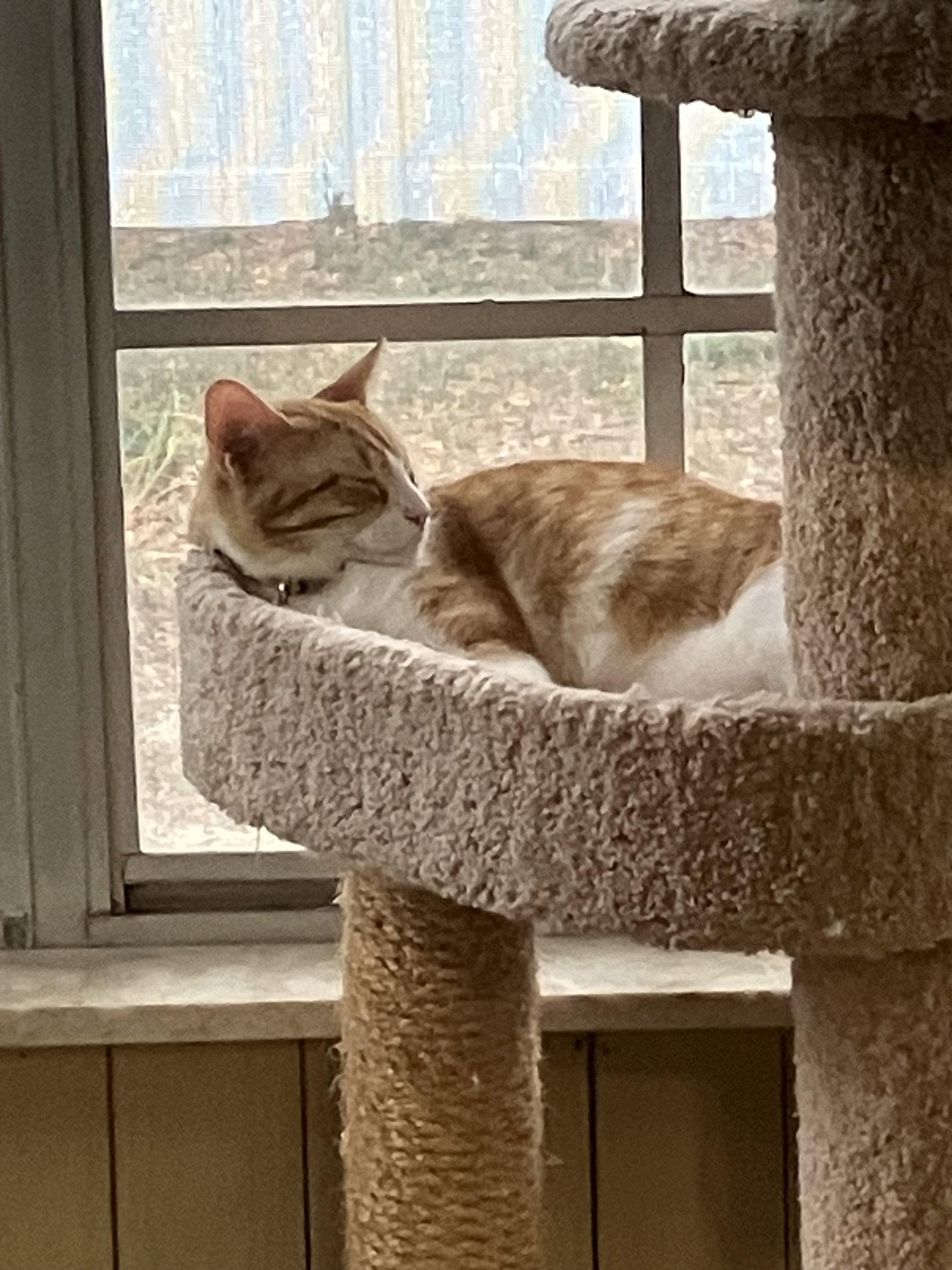 Butterball, a Adoptable Domestic Short Hair in Tampa, FL image 2/3