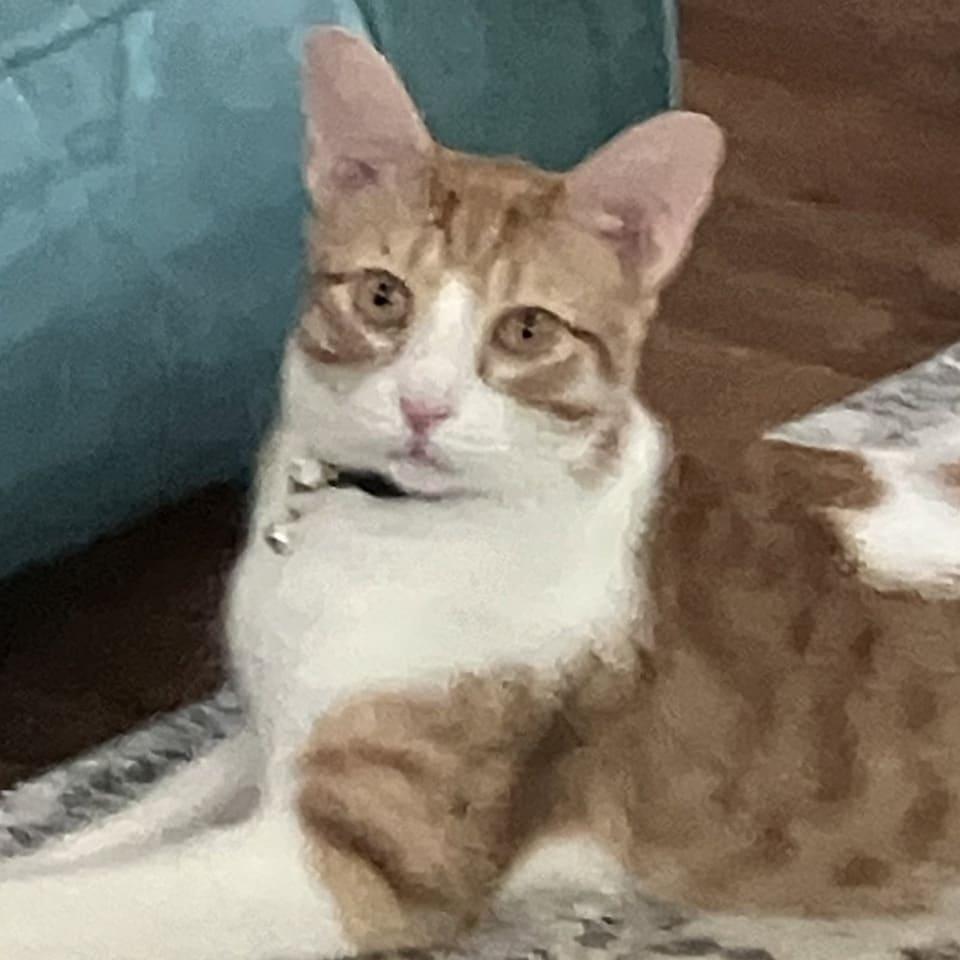Butterball, a Adoptable Domestic Short Hair in Tampa, FL image 3/3