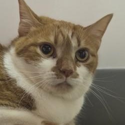 Enlarge CloZee, a ADOPTABLE Domestic Short Hair in Louisville, OH image 1/2