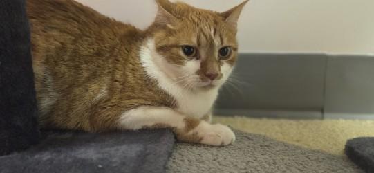 Enlarge CloZee, a ADOPTABLE Domestic Short Hair in Louisville, OH image 2/2