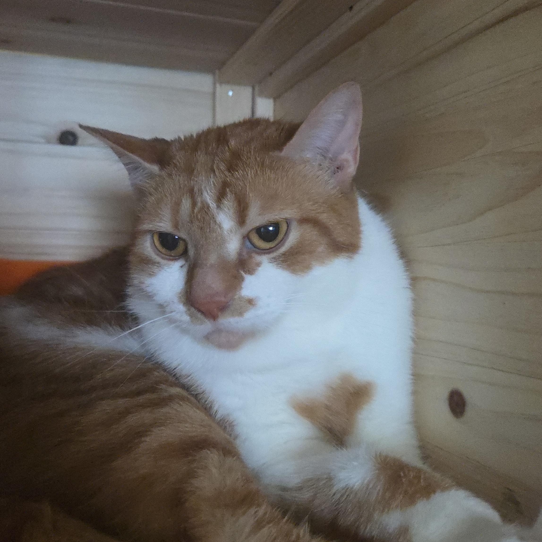 CloZee, a ADOPTABLE Domestic Short Hair in Louisville, OH image 1/3