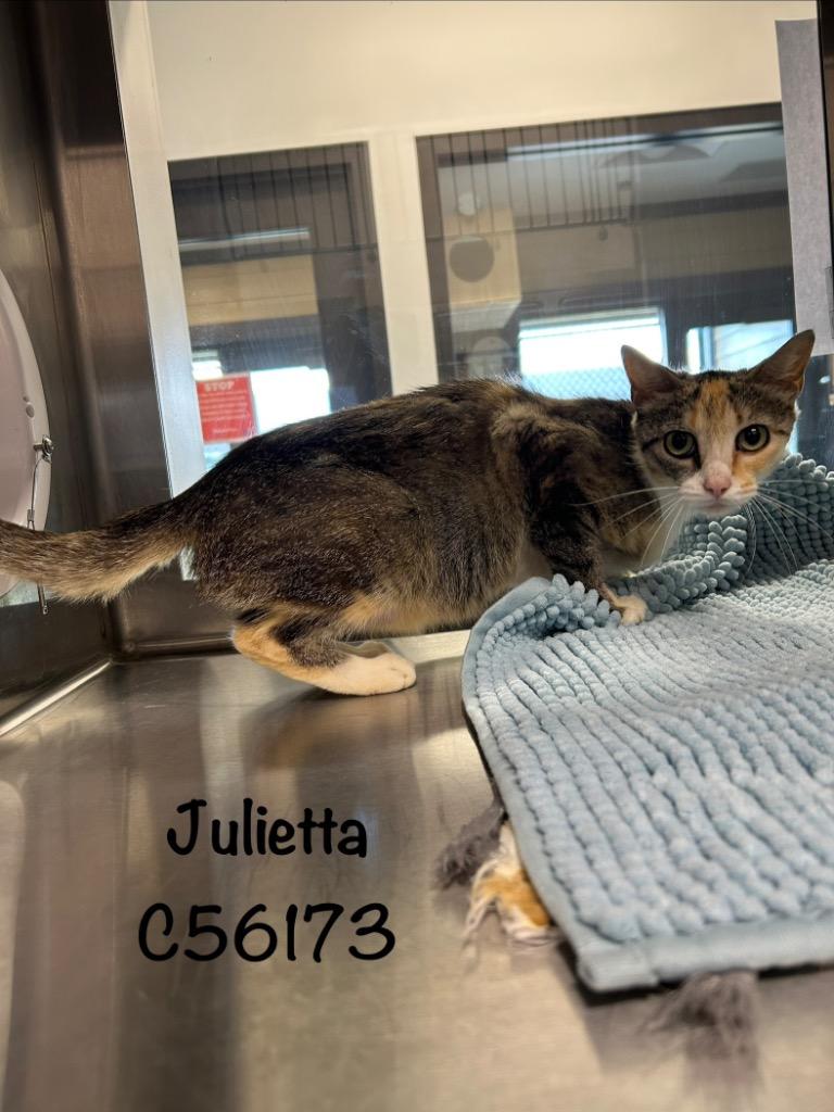 Julietta, Adoptable, Young Female Domestic Short Hair.