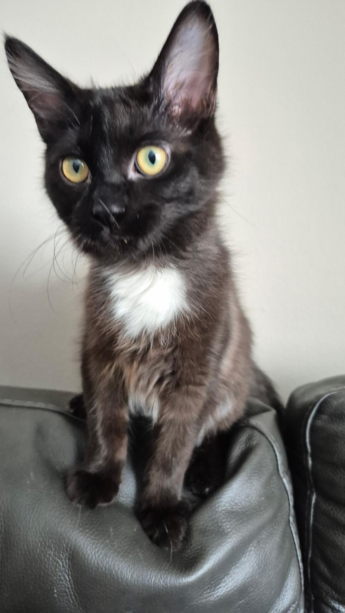 Enlarge Marshall, a Adoptable Domestic Short Hair in Rochester Hills, MI image 2/3