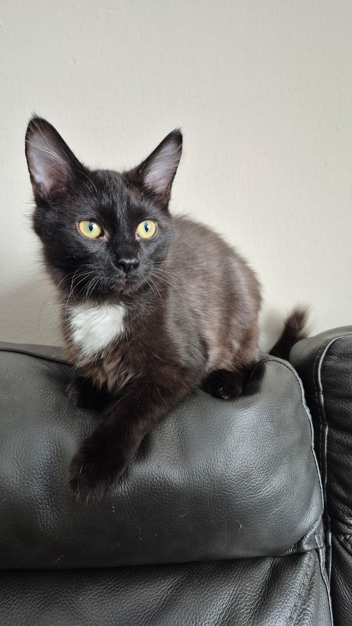 Enlarge Marshall, a Adoptable Domestic Short Hair in Rochester Hills, MI image 1/3