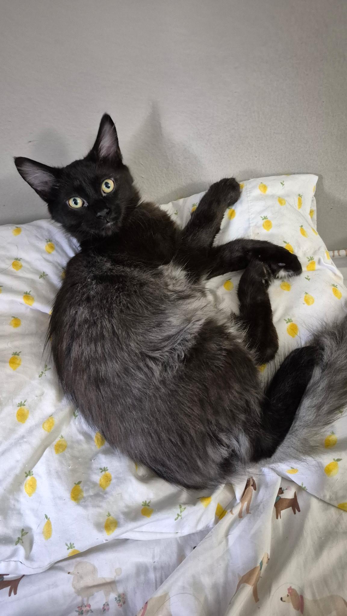 Enlarge Marshall, a Adoptable Domestic Short Hair in Rochester Hills, MI image 3/3