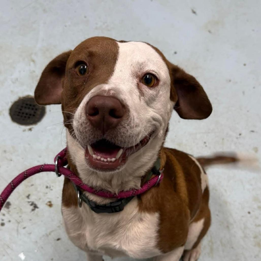 Enlarge Bodiddly, a Adoptable Mixed Breed in Orangeburg, SC image 1/1