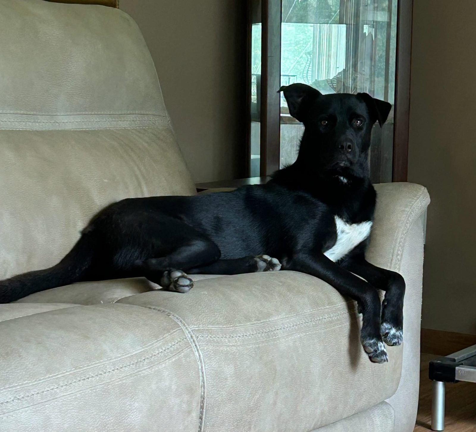 Flynn, Adoptable, Adult Male Shepherd.