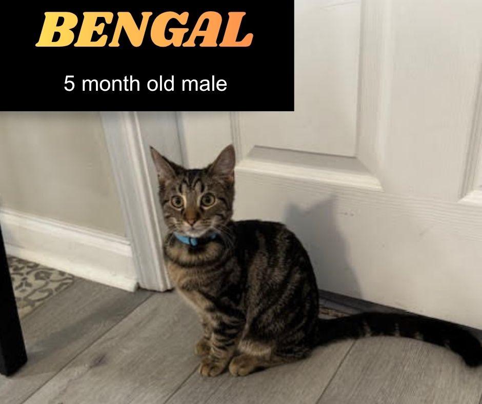 Bengal
