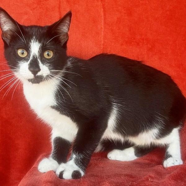 Enlarge Nick Wilde, a Adoptable Domestic Short Hair in Concord, NH image 1/1