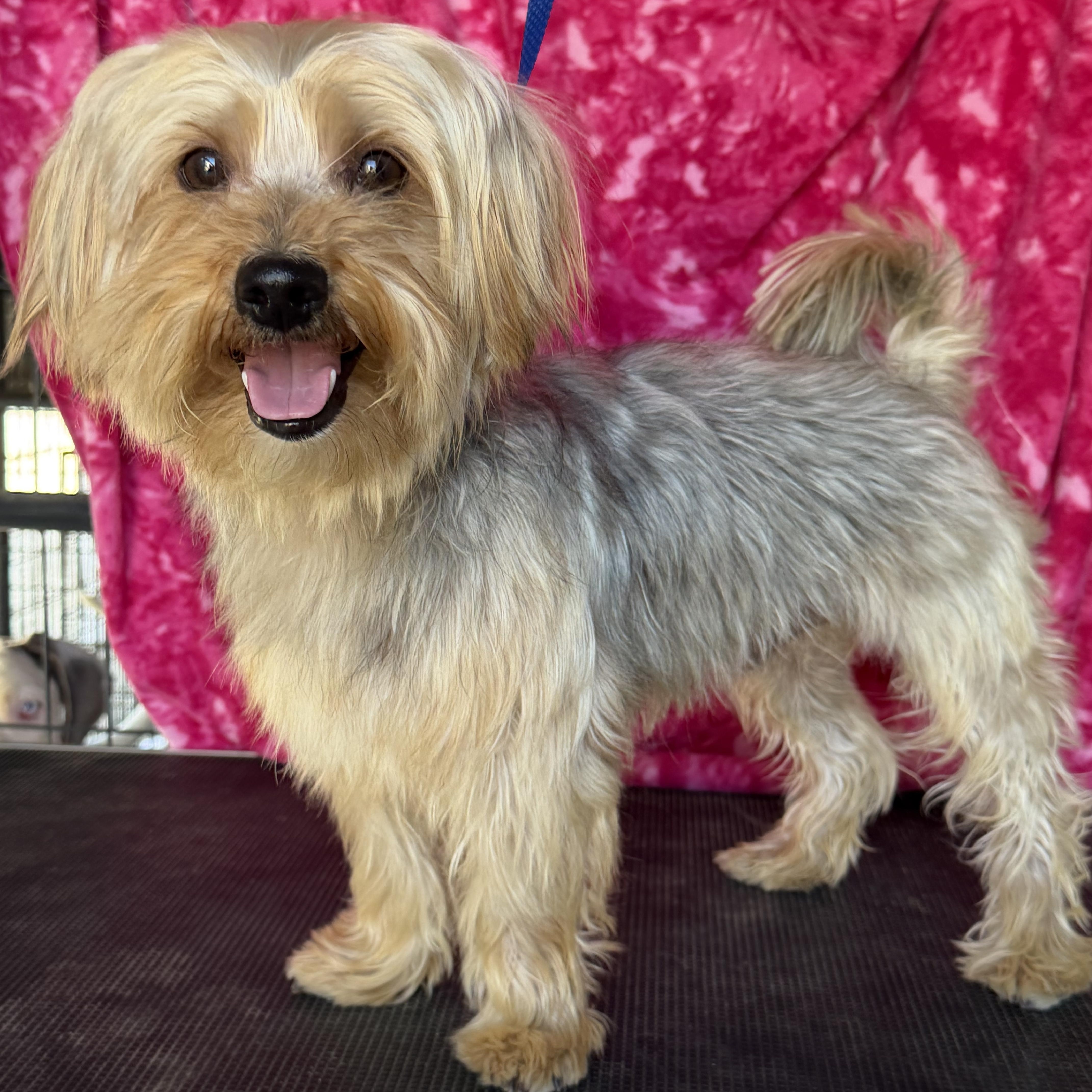 Enlarge Ziggy, a Adoptable mixed breed in Knightsen, CA image 1/6