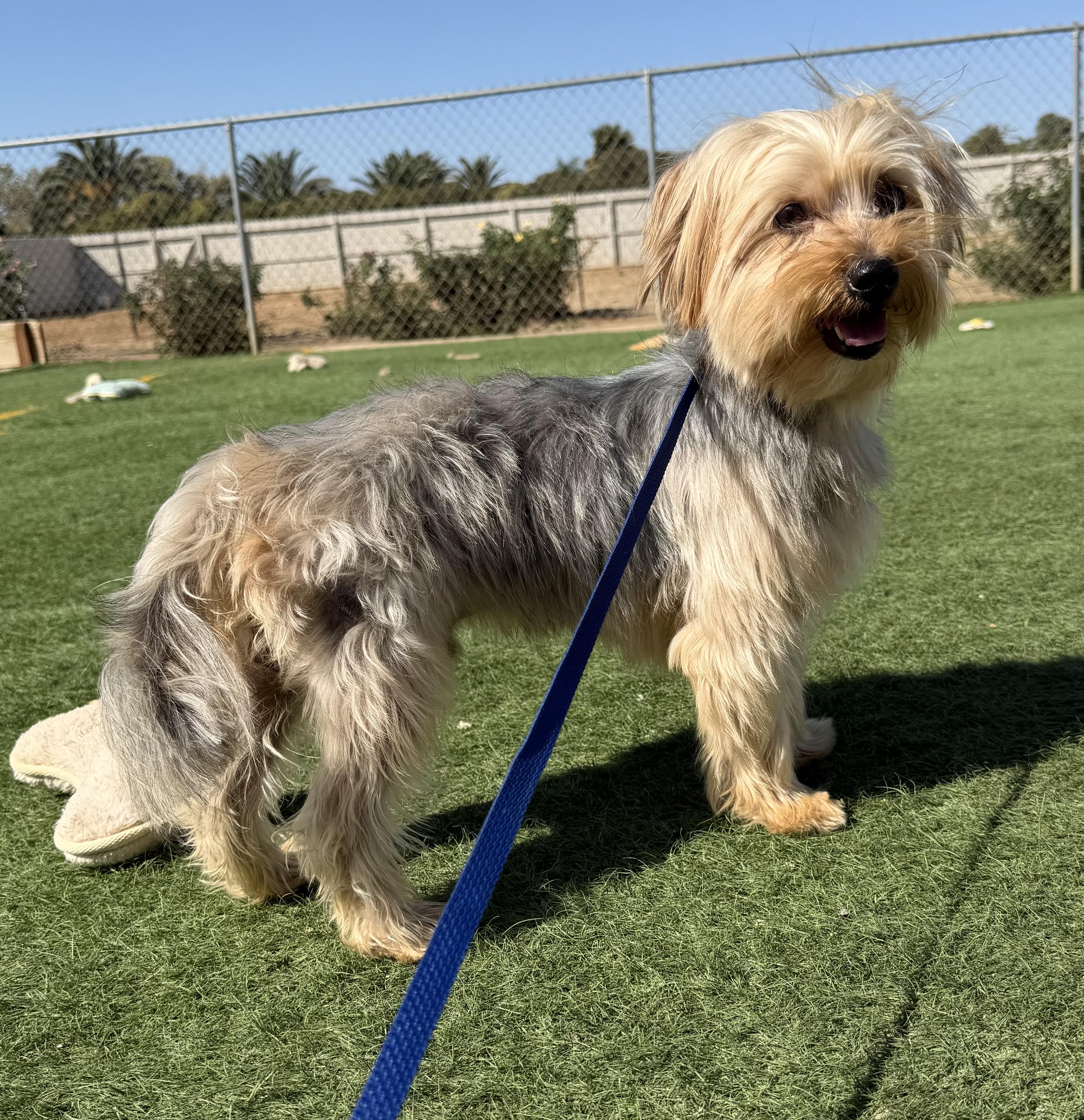 Enlarge Ziggy, a Adoptable mixed breed in Knightsen, CA image 5/6