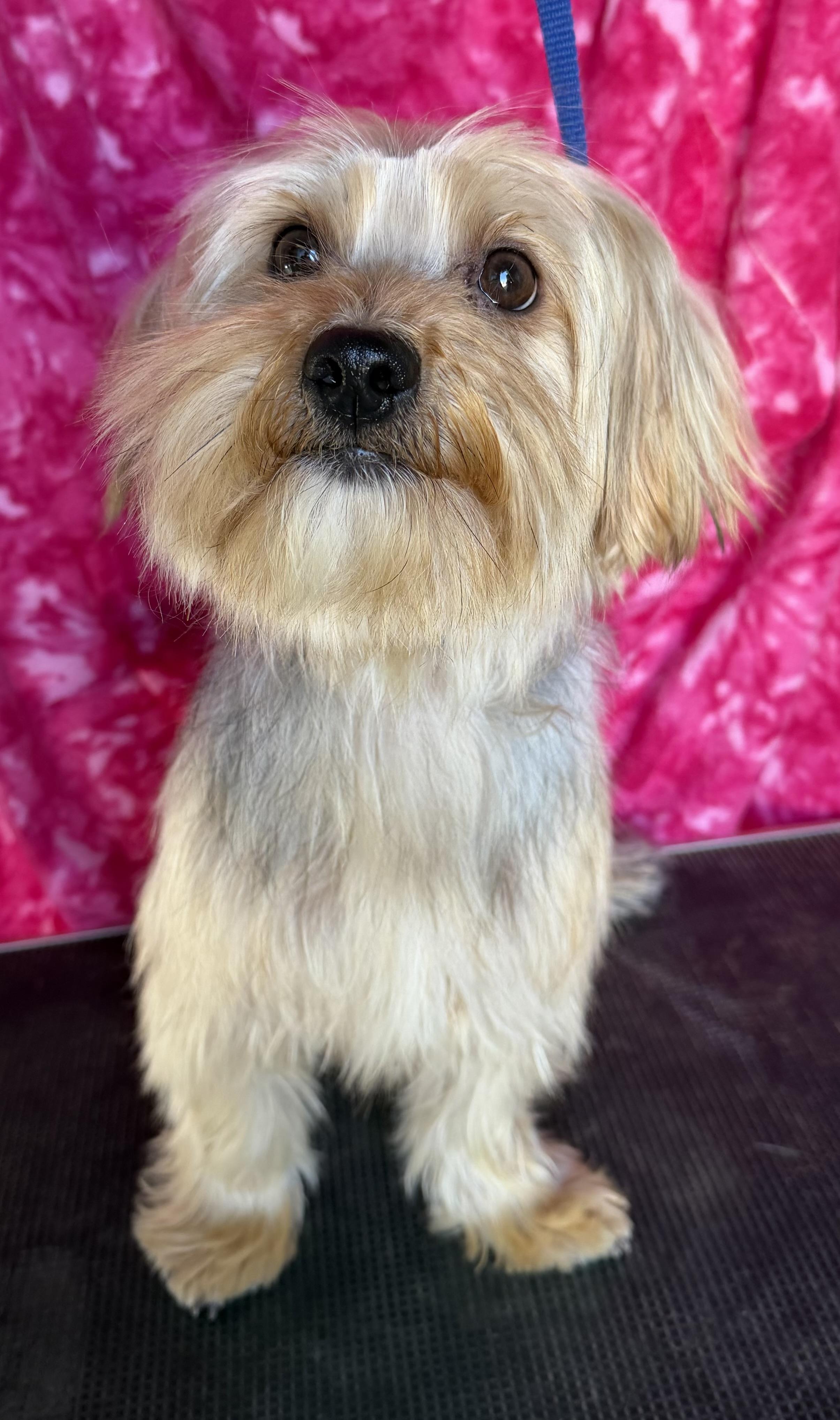 Enlarge Ziggy, a Adoptable mixed breed in Knightsen, CA image 2/6