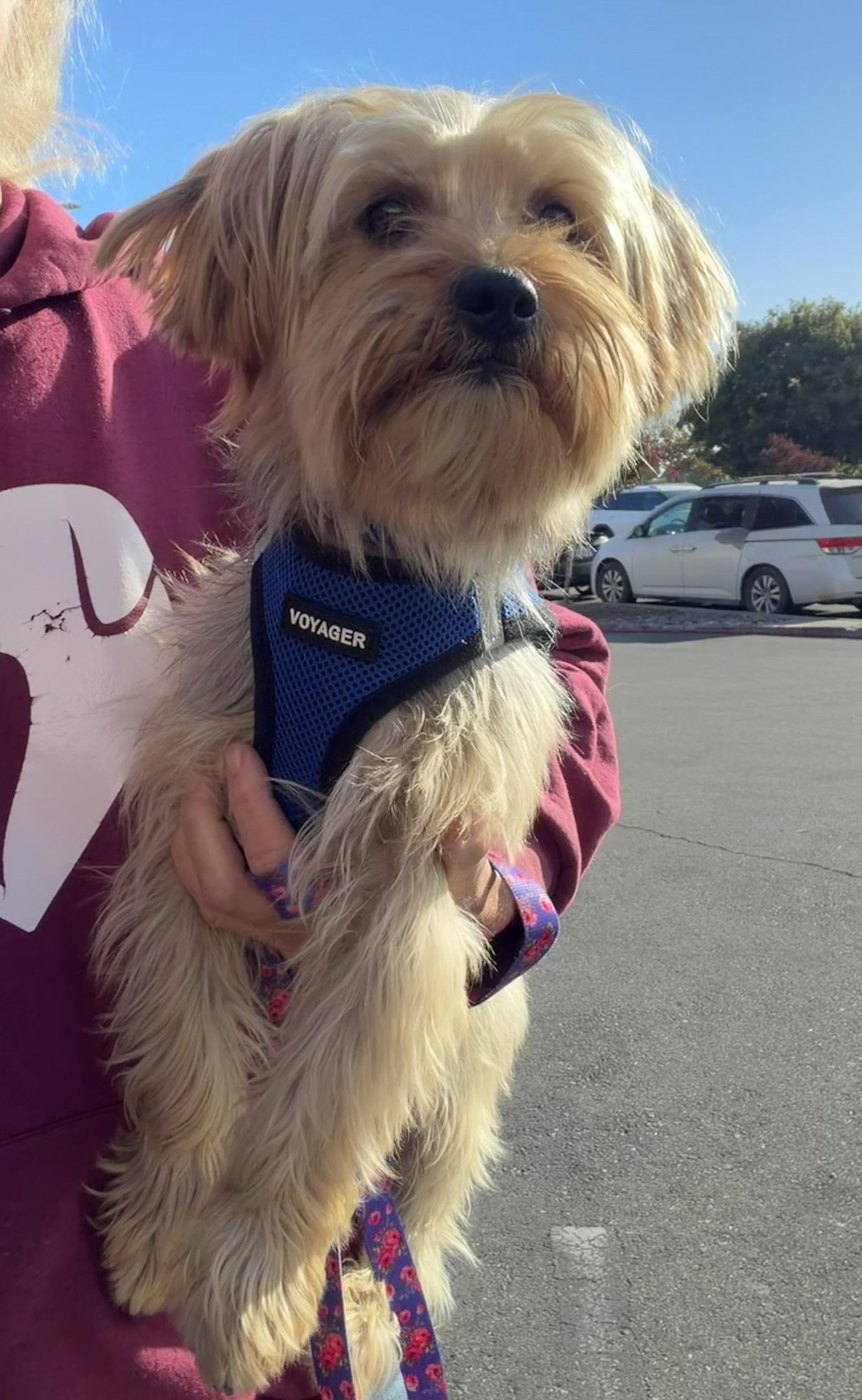 Enlarge Ziggy, a Adoptable mixed breed in Knightsen, CA image 6/6