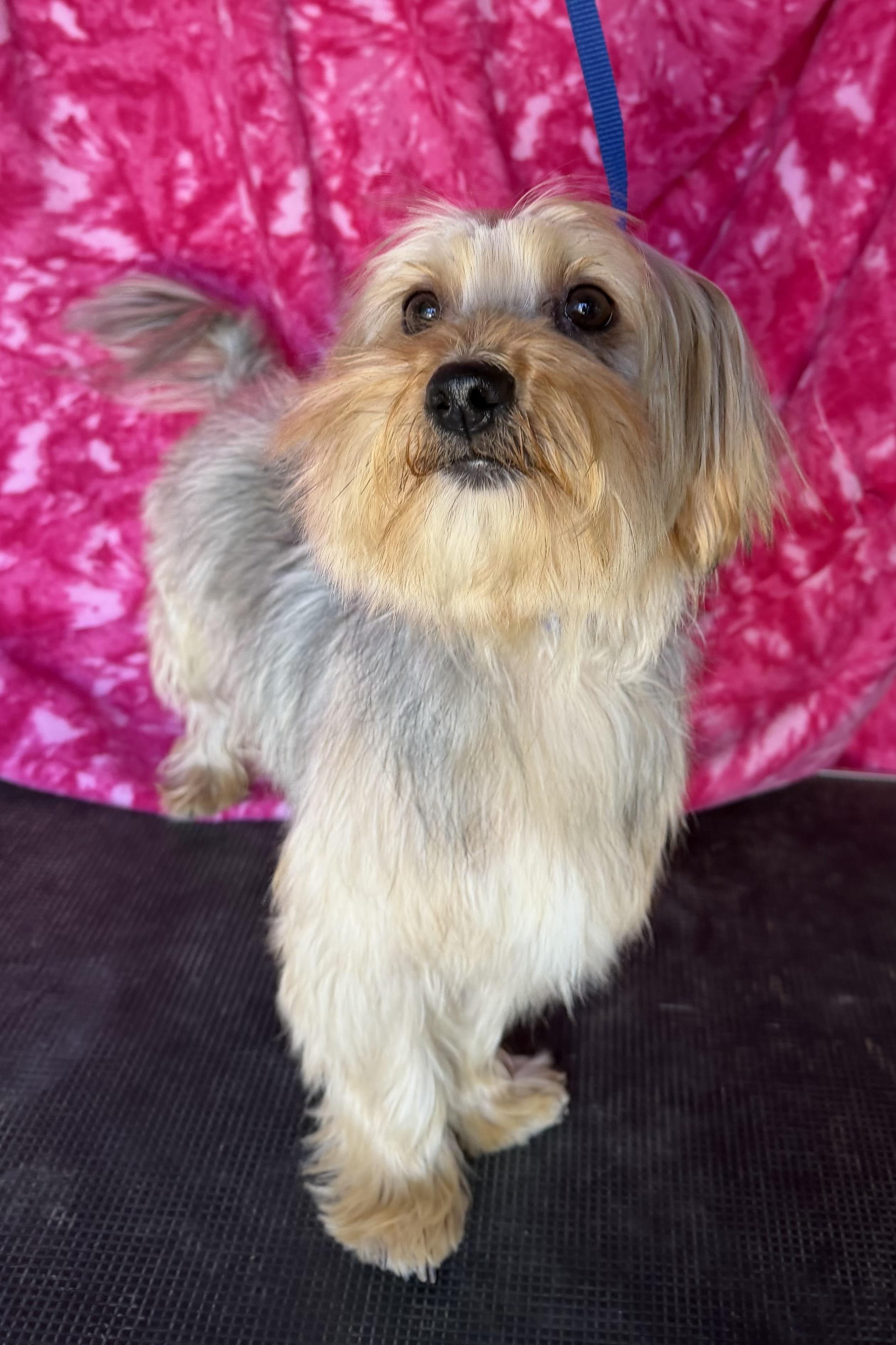 Enlarge Ziggy, a Adoptable mixed breed in Knightsen, CA image 3/6
