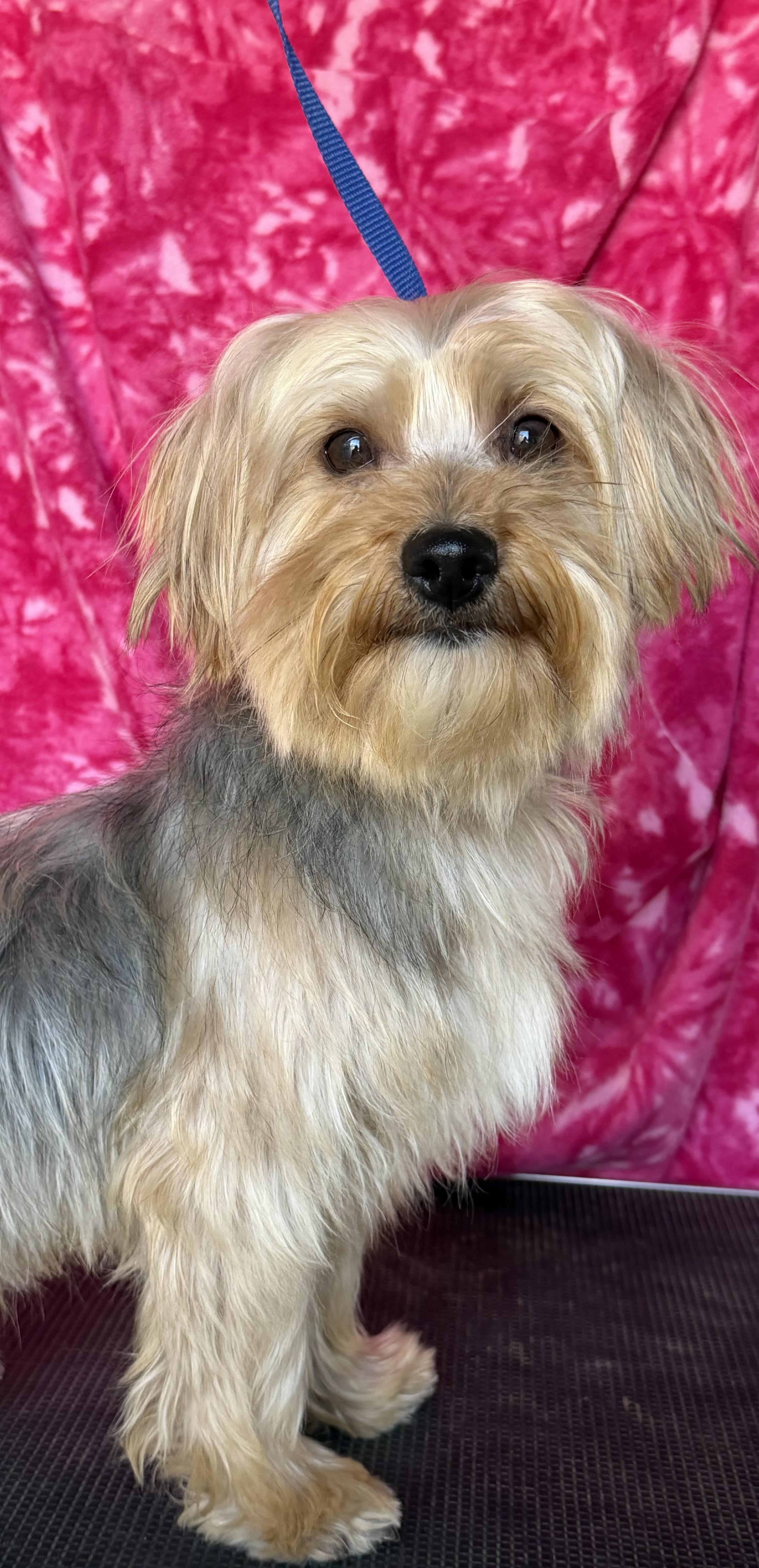 Enlarge Ziggy, a Adoptable mixed breed in Knightsen, CA image 4/6