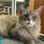 Enlarge Moira Rose, a Adoptable Domestic Long Hair in Kennett Square, PA image 1/1