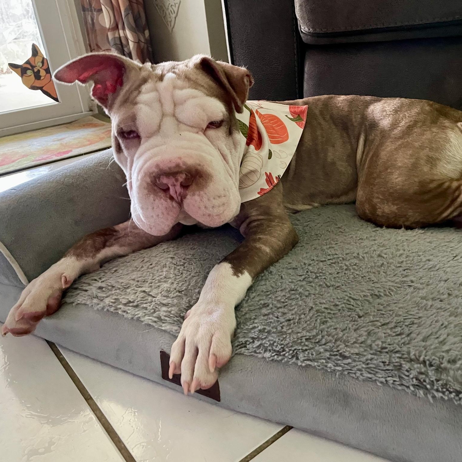 Enlarge SWEET PEITATOE (TATIE), a ADOPTABLE Shar-Pei in Fort Lauderdale , FL image 6/6