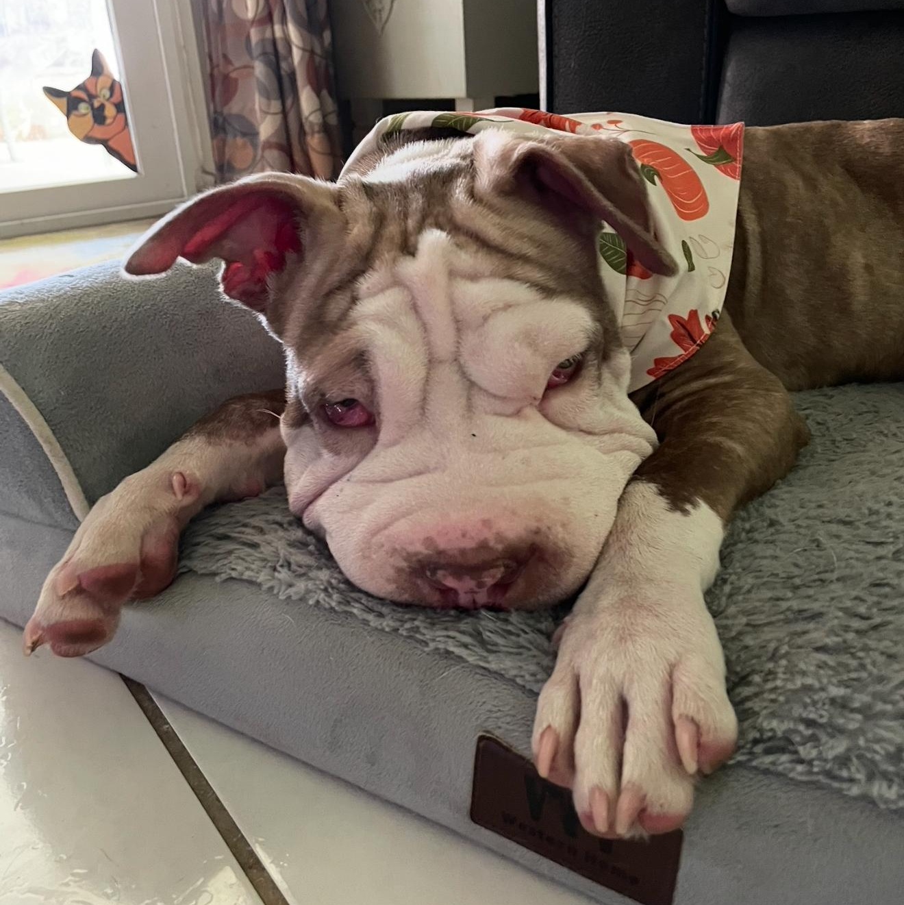 Enlarge SWEET PEITATOE (TATIE), a ADOPTABLE Shar-Pei in Fort Lauderdale , FL image 2/6