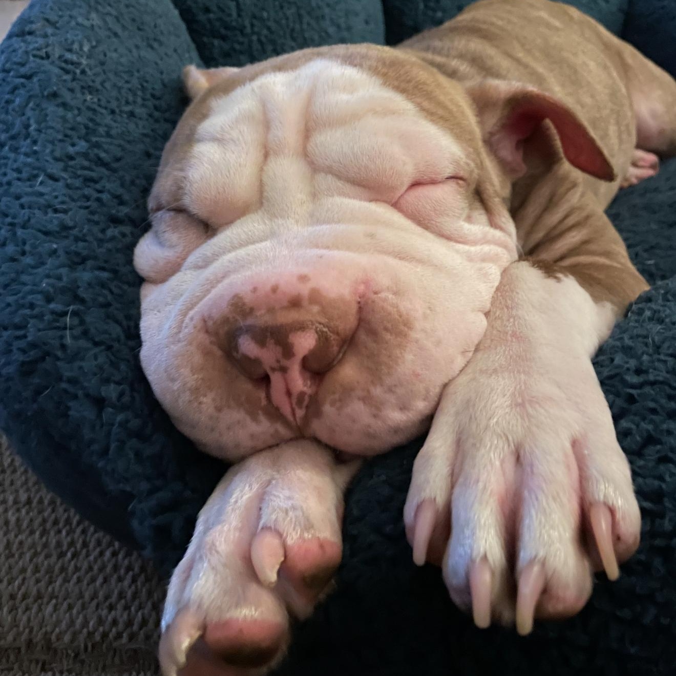 Enlarge SWEET PEITATOE (TATIE), a ADOPTABLE Shar-Pei in Fort Lauderdale , FL image 4/6