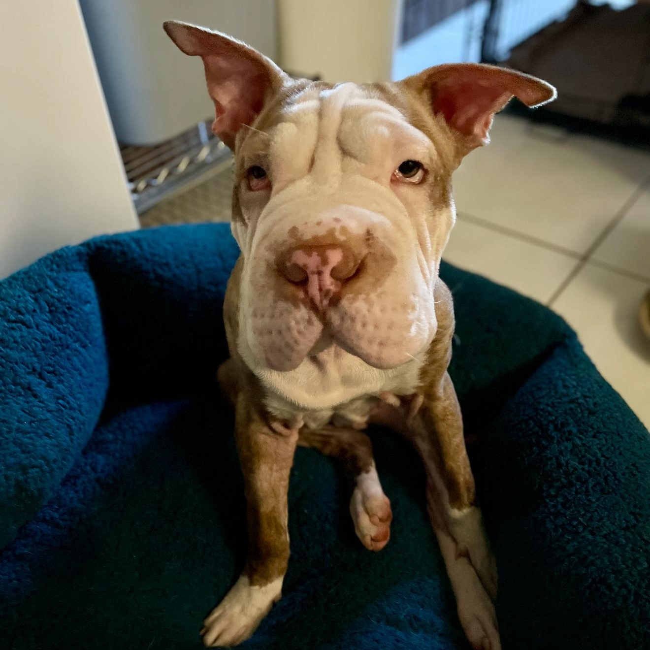 Enlarge SWEET PEITATOE (TATIE), a ADOPTABLE Shar-Pei in Fort Lauderdale , FL image 1/6