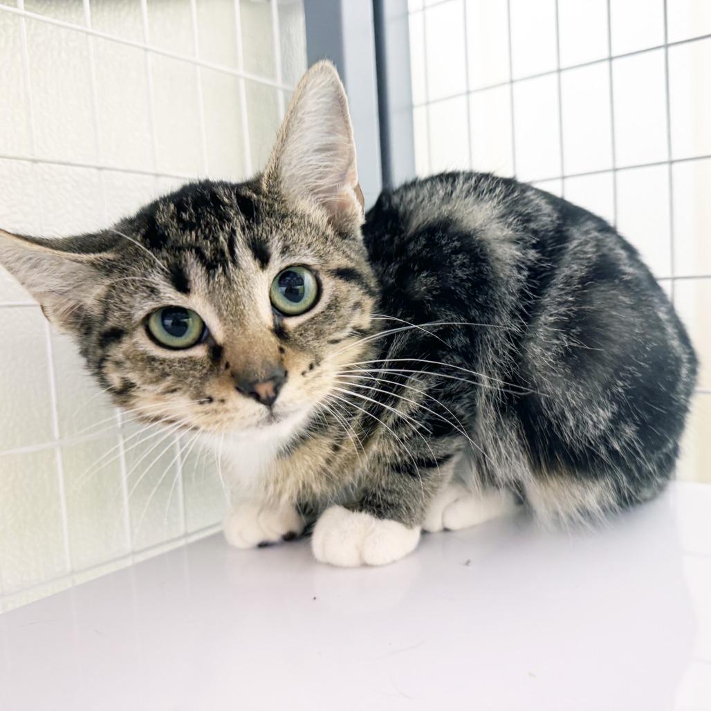 Enlarge Madilyn, a Adoptable Domestic Short Hair in Oshkosh, WI image 1/5