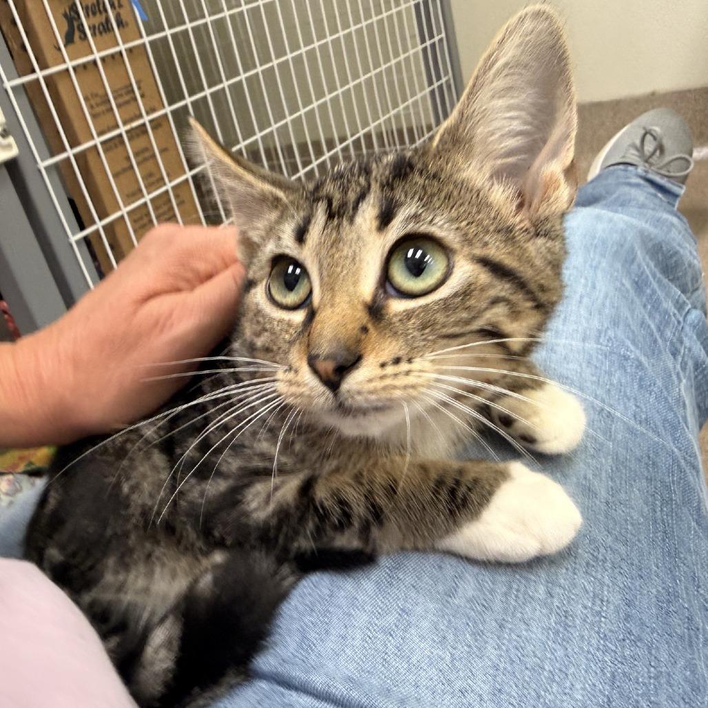Enlarge Madilyn, a Adoptable Domestic Short Hair in Oshkosh, WI image 2/5
