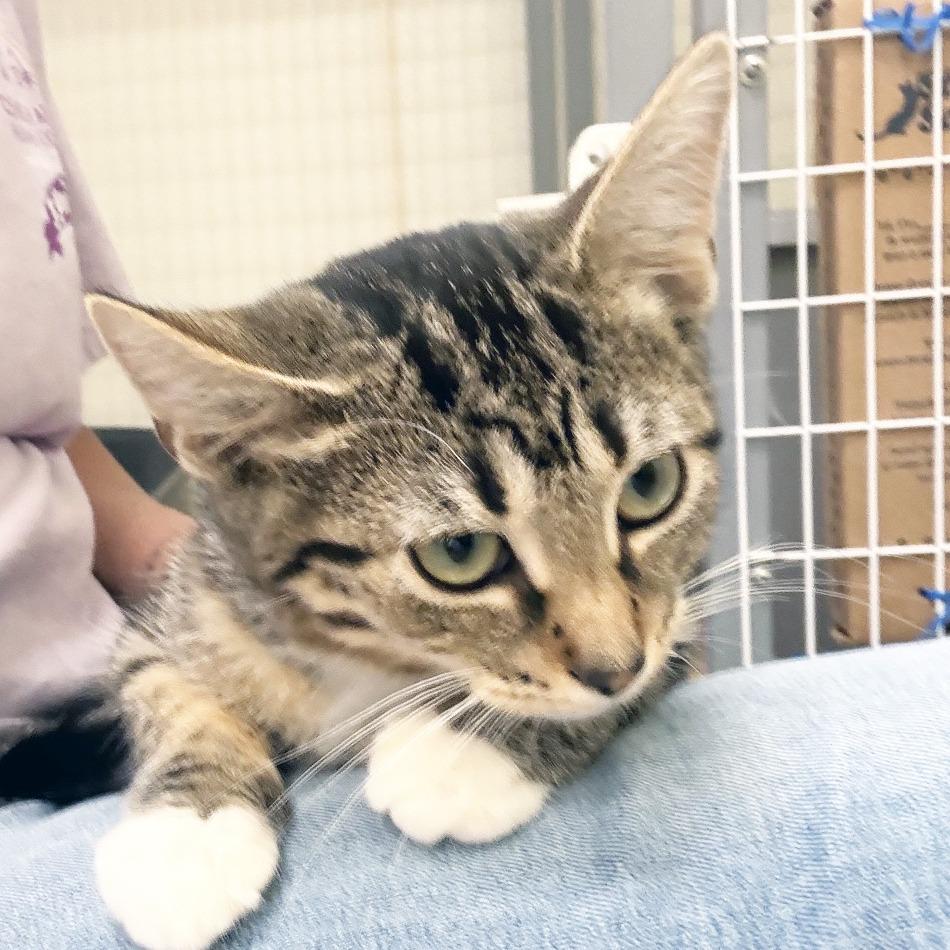 Enlarge Madilyn, a Adoptable Domestic Short Hair in Oshkosh, WI image 3/5