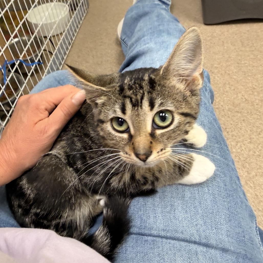 Enlarge Madilyn, a Adoptable Domestic Short Hair in Oshkosh, WI image 4/5