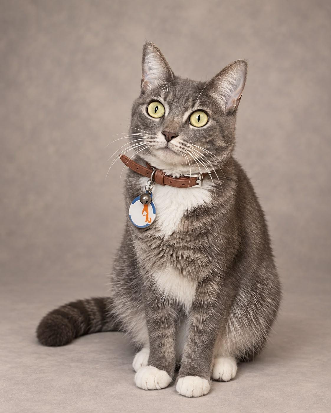 Enlarge Kiki, a Adoptable Tabby in Miami, FL image 1/1