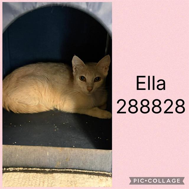 ELLA, Adoptable, Young Female Domestic Short Hair.