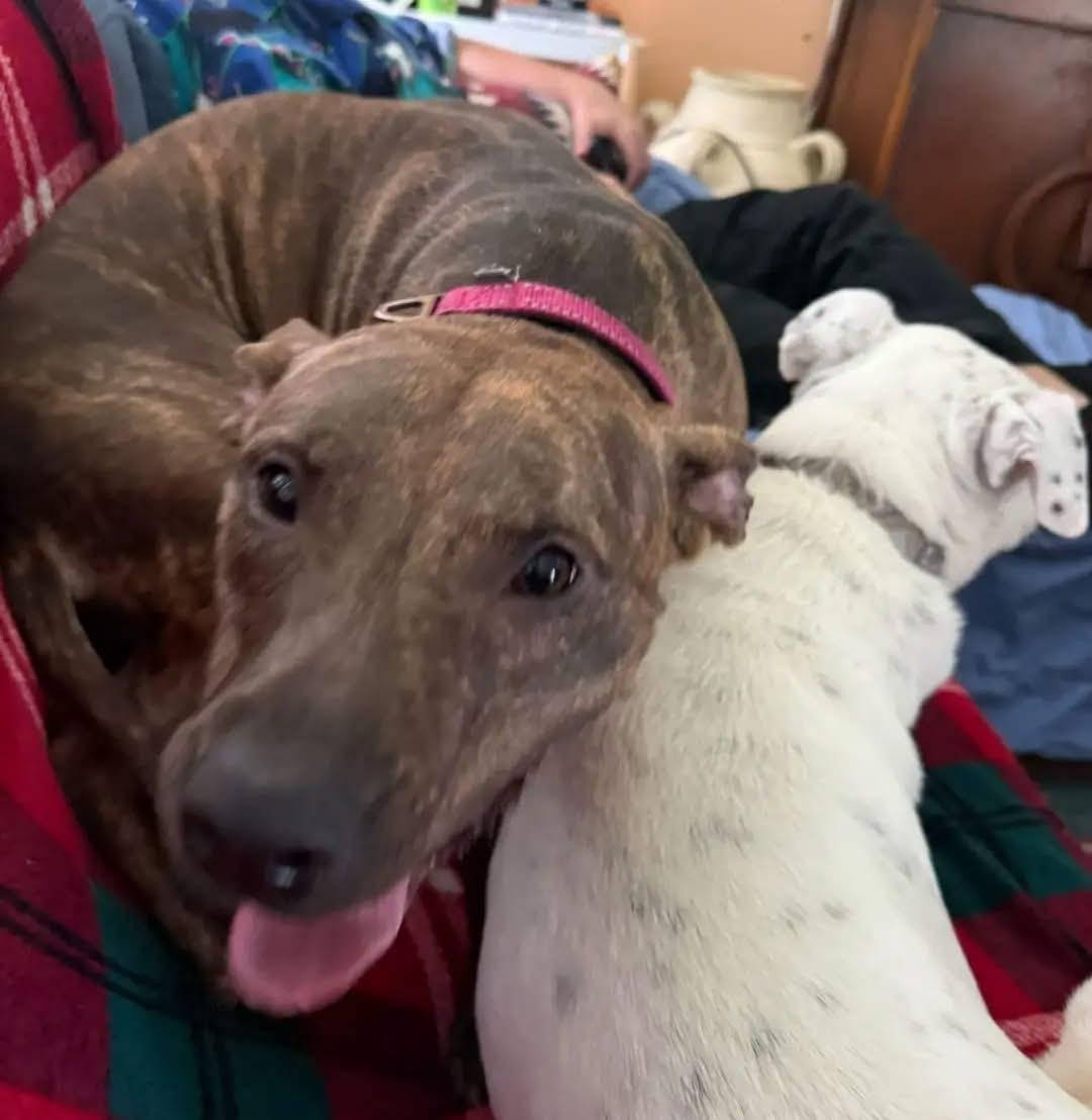 Enlarge Poppy, an adopted mixed breed in Hagerstown, MD image 5/6