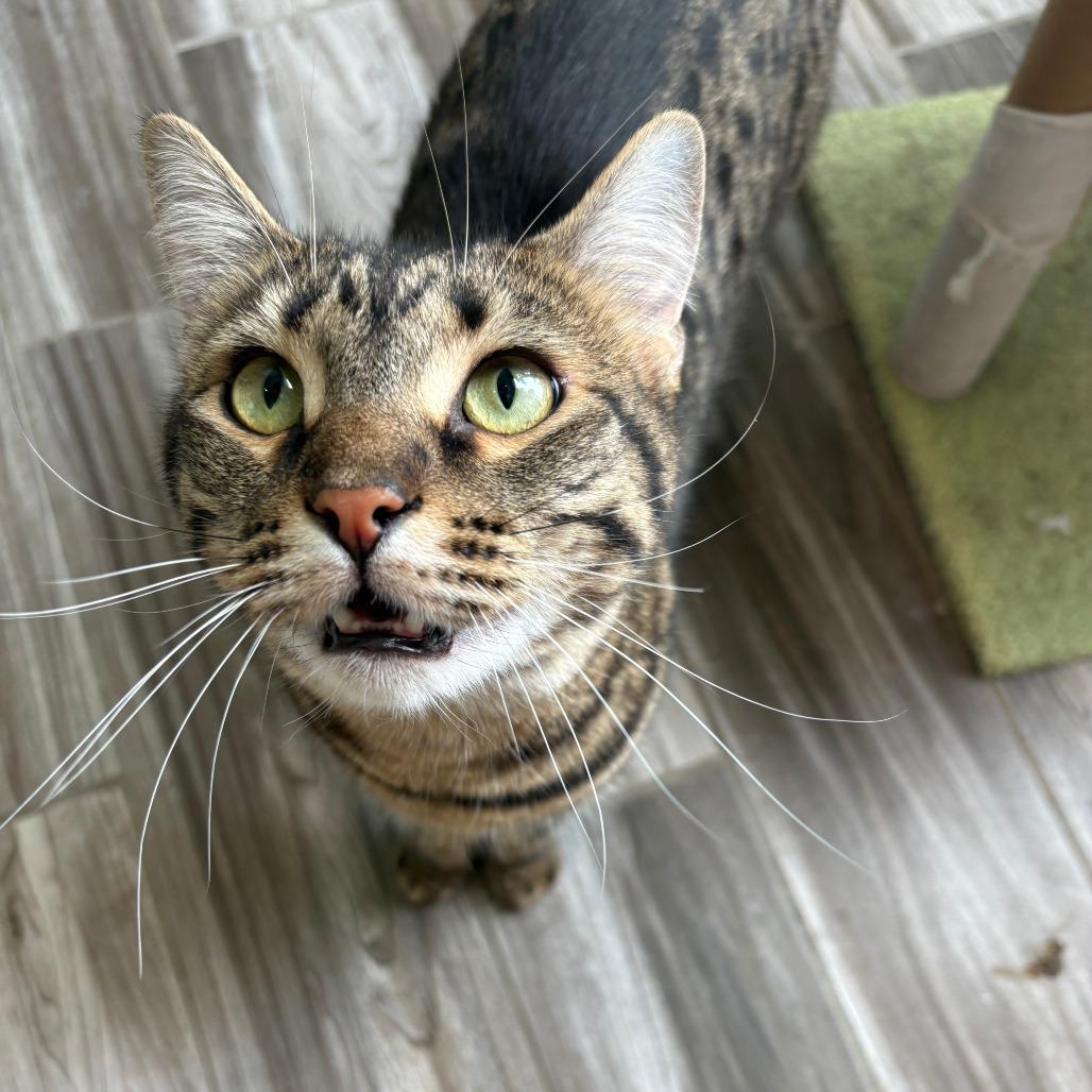 Enlarge Reggie, a Adoptable Domestic Short Hair in West Des Moines, IA image 1/2