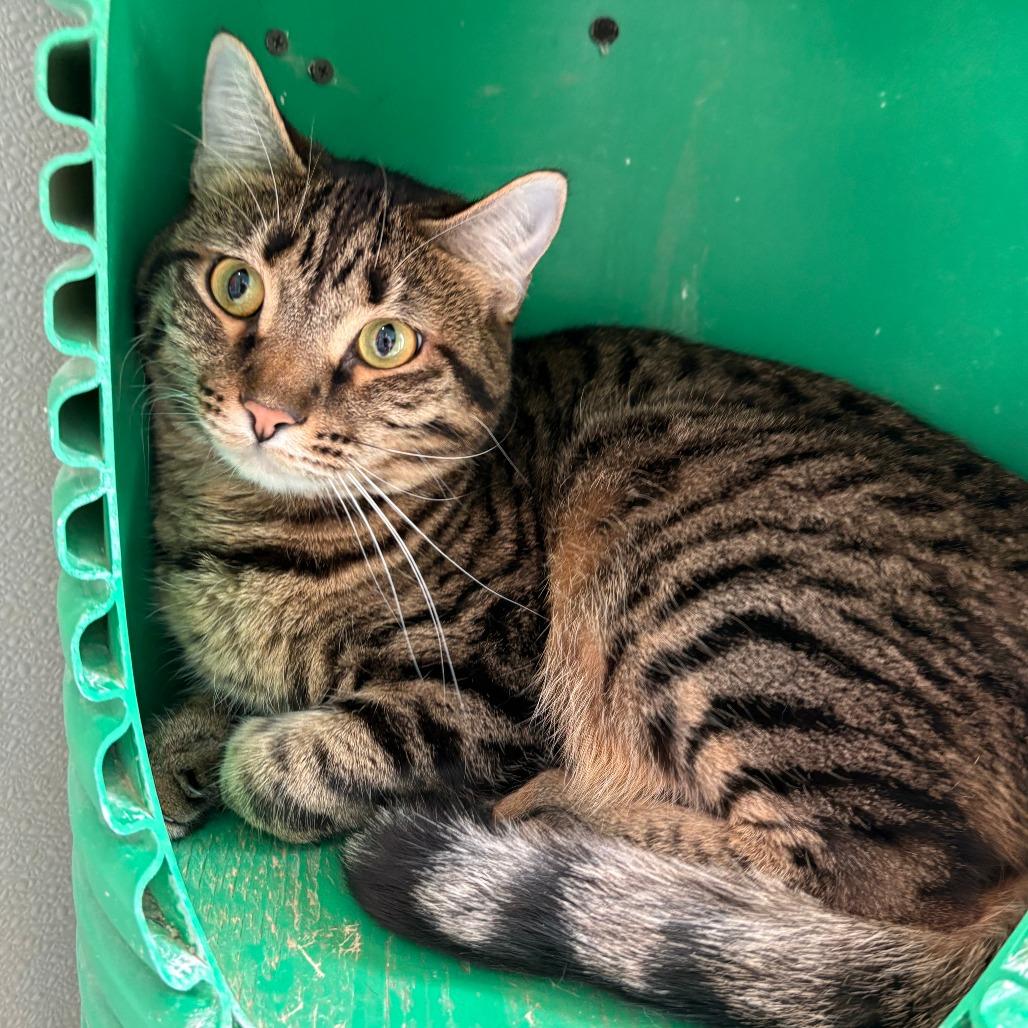 Reggie, Adoptable, Adult Male Domestic Short Hair.