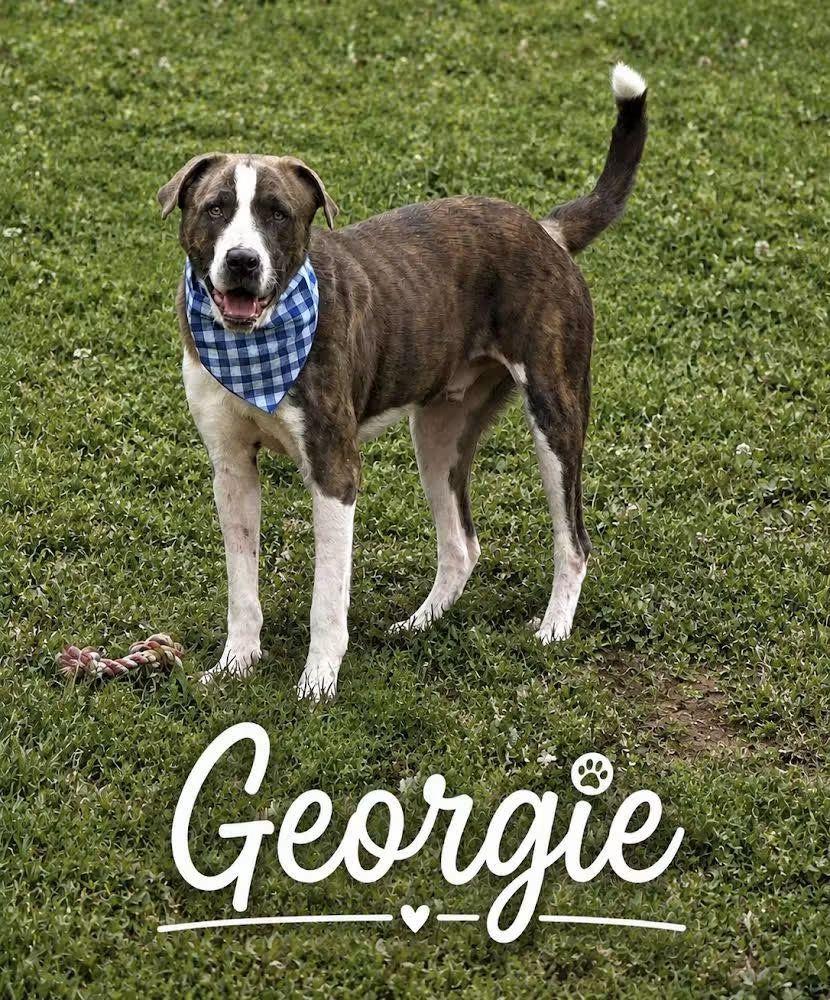 Georgie, Adoptable, Young Male Catahoula Leopard Dog.