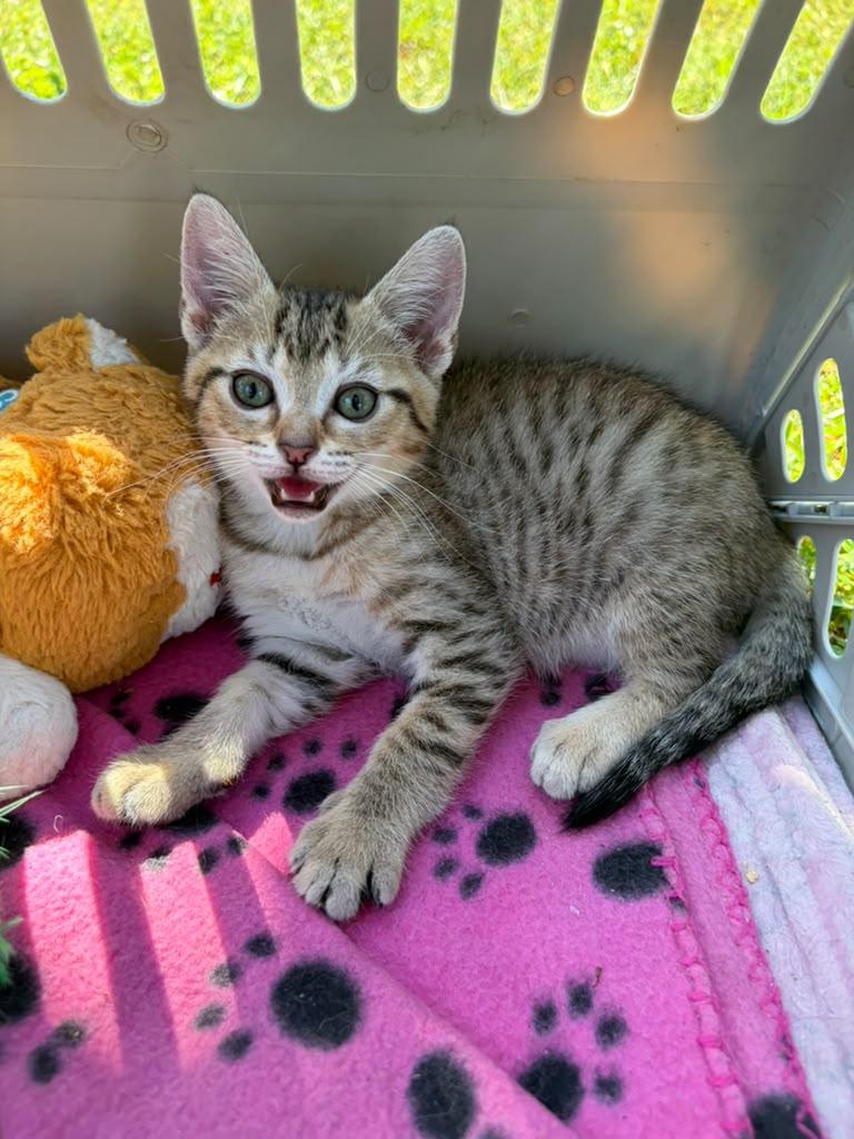 Enlarge Poppy, a ADOPTABLE Domestic Short Hair in Sunrise, FL image 2/4