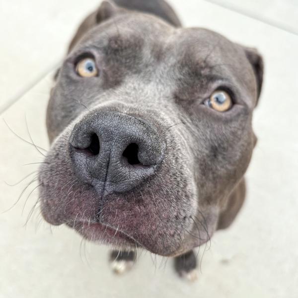 Enlarge Gonzo, a Adoptable mixed breed in Des Moines, IA image 1/1